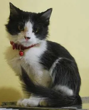 Gato ra a  idade 2 a 6 meses nome Frajola bem peludin