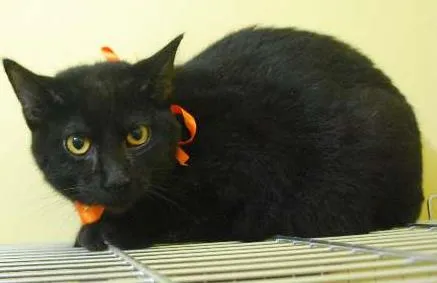 Gato ra a  idade 2 a 6 meses nome Gato preto de olhos