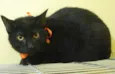 Gato preto de olhos