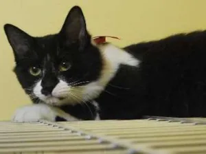 Gato raça  idade 2 a 6 meses nome Peludinha, 6 meses,