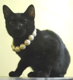 Gato raça  idade 2 a 6 meses nome Gatinha, 4 meses, m