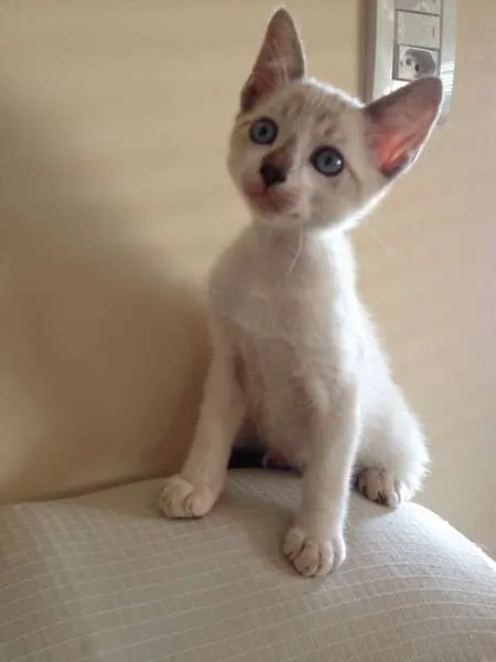 Gato ra a  idade Abaixo de 2 meses nome Floquinho