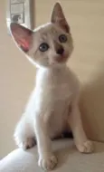 Floquinho