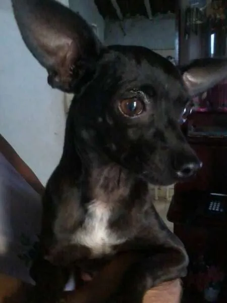 Cachorro ra a Pinscher idade 2 anos nome ENCONTRADO