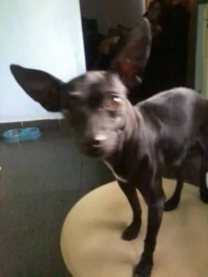 Cachorro raça Pinscher idade 2 anos nome ENCONTRADO