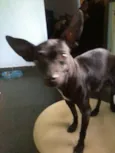 ENCONTRADO