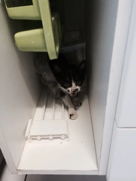 Gato ra a SRD idade 2 a 6 meses nome Lulu