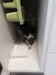 Lulu