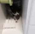 Lulu