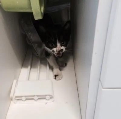 Gato ra a SRD idade 2 a 6 meses nome Lulu