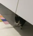 Lulu