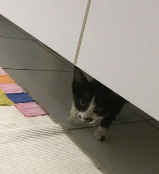 Gato ra a SRD idade 2 a 6 meses nome Lulu