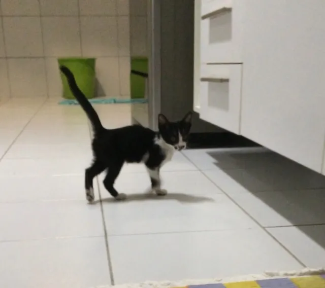 Gato ra a SRD idade 2 a 6 meses nome Lulu