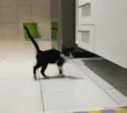 Lulu