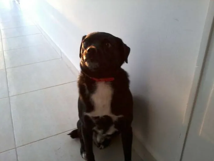 Cachorro ra a SRD idade 5 anos nome scooby doo