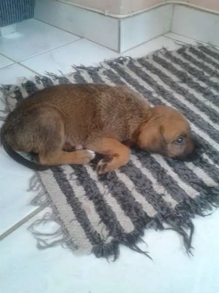 Cachorro raça SRD idade 2 a 6 meses nome Ayla