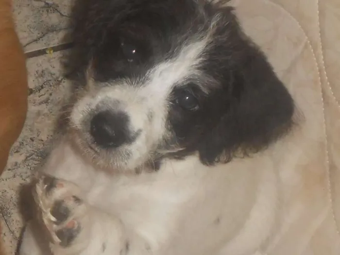 Cachorro ra a SRD idade 7 a 11 meses nome sem nome definido