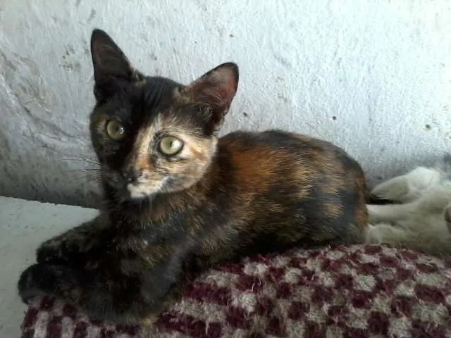 Gato raça ndf idade 2 a 6 meses nome me adote por favor 