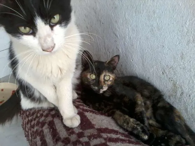 Gato raça ndf idade 2 a 6 meses nome me adote por favor 