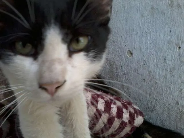 Gato raça ndf idade 2 a 6 meses nome me adote por favor 