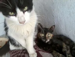 Gato raça ndf idade 2 a 6 meses nome me adote por favor 