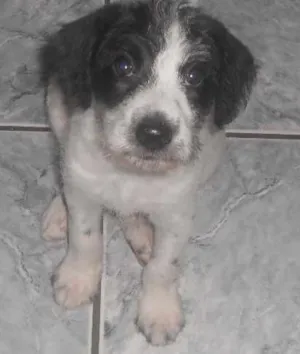 Cachorro raça SRD idade 7 a 11 meses nome sem nome definido