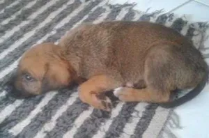 Cachorro raça SRD idade 2 a 6 meses nome Ayla