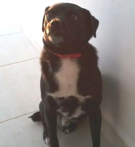 Cachorro ra a SRD idade 5 anos nome scooby doo