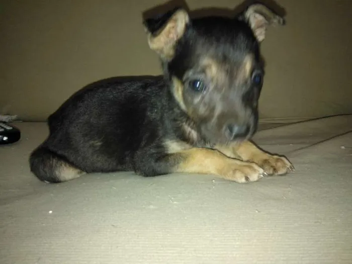 Cachorro ra a SRD idade Abaixo de 2 meses nome Julie