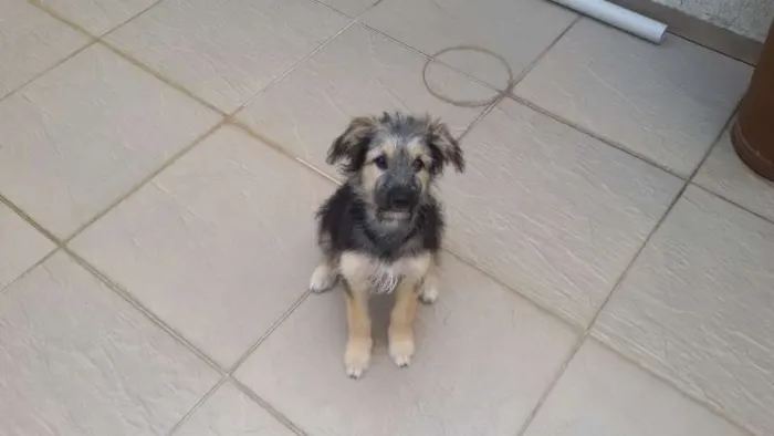 Cachorro ra a SRD idade 2 a 6 meses nome Ivi