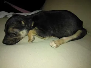 Cachorro raça SRD idade Abaixo de 2 meses nome Julie