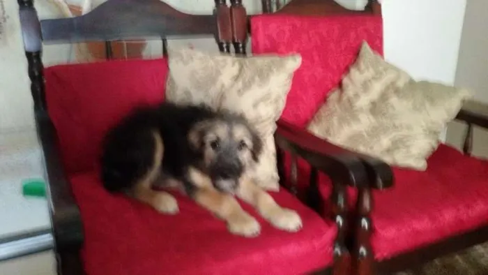 Cachorro ra a SRD idade 2 a 6 meses nome Ivi
