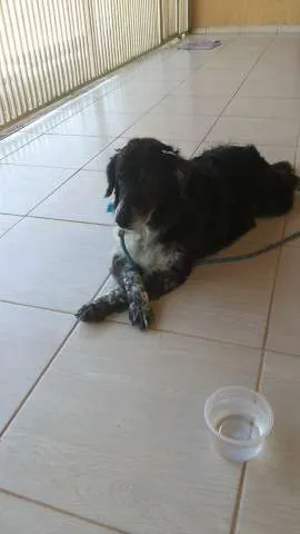 Cachorro ra a  idade 3 anos nome Morena