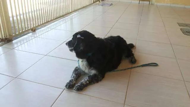 Cachorro ra a  idade 3 anos nome Morena
