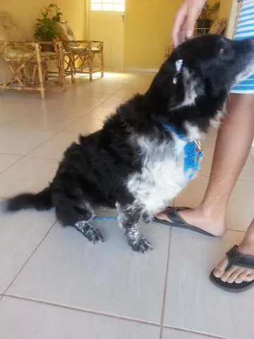 Cachorro ra a  idade 3 anos nome Morena