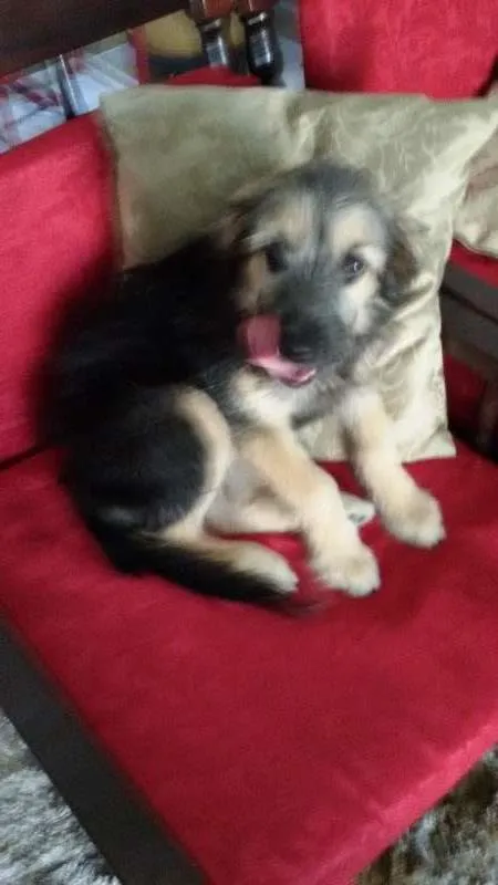 Cachorro ra a SRD idade 2 a 6 meses nome Ivi
