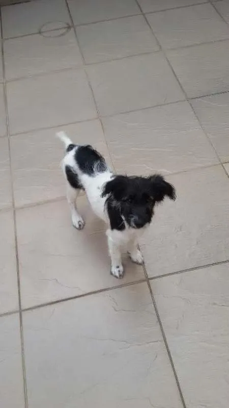 Cachorro ra a SRD idade 2 a 6 meses nome Molly