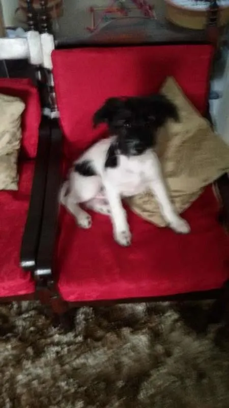 Cachorro ra a SRD idade 2 a 6 meses nome Molly