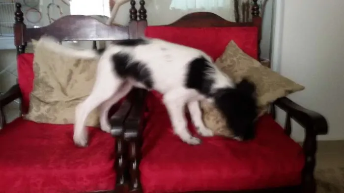 Cachorro ra a SRD idade 2 a 6 meses nome Molly