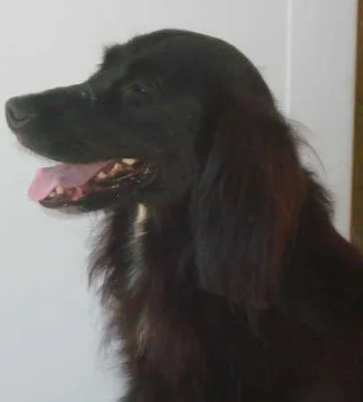 Cachorro raça COCKER MESTIÇO idade 4 anos nome NEGÃO