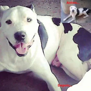 Cachorro raça Pit-Bull idade  nome Thor