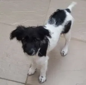 Cachorro ra a SRD idade 2 a 6 meses nome Molly