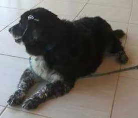 Cachorro ra a  idade 3 anos nome Morena