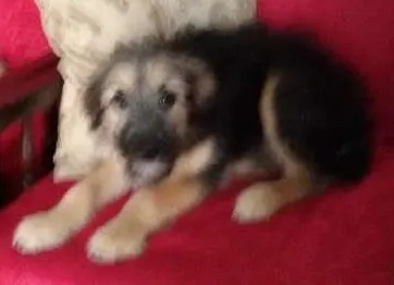 Cachorro ra a SRD idade 2 a 6 meses nome Ivi