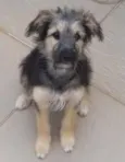 Ivi