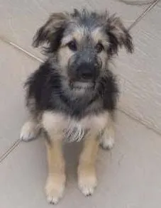 Cachorro ra a SRD idade 2 a 6 meses nome Ivi