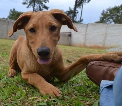 Cachorro ra a SRD idade 7 a 11 meses nome ABEL, 10 MESES!