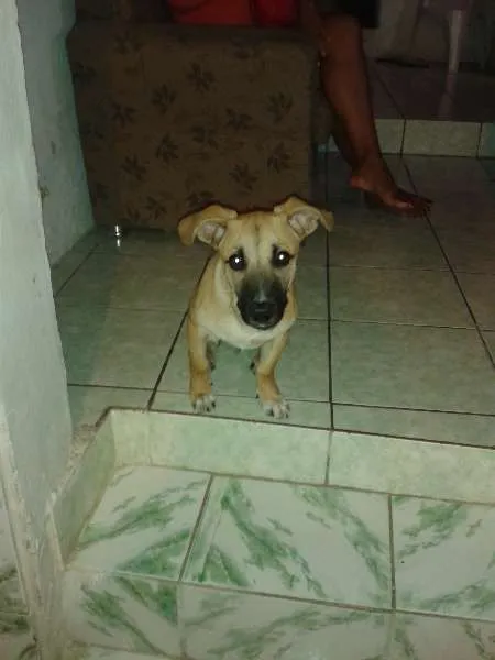Cachorro raça INDEFINIDA idade 1 ano nome THOR