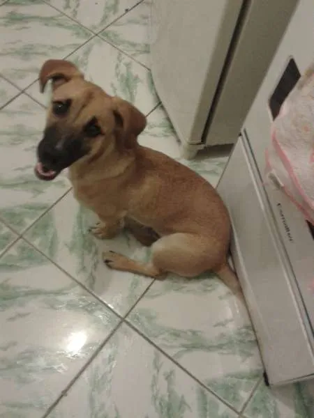Cachorro raça INDEFINIDA idade 1 ano nome THOR