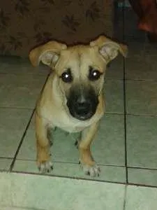 Cachorro raça INDEFINIDA idade 1 ano nome THOR